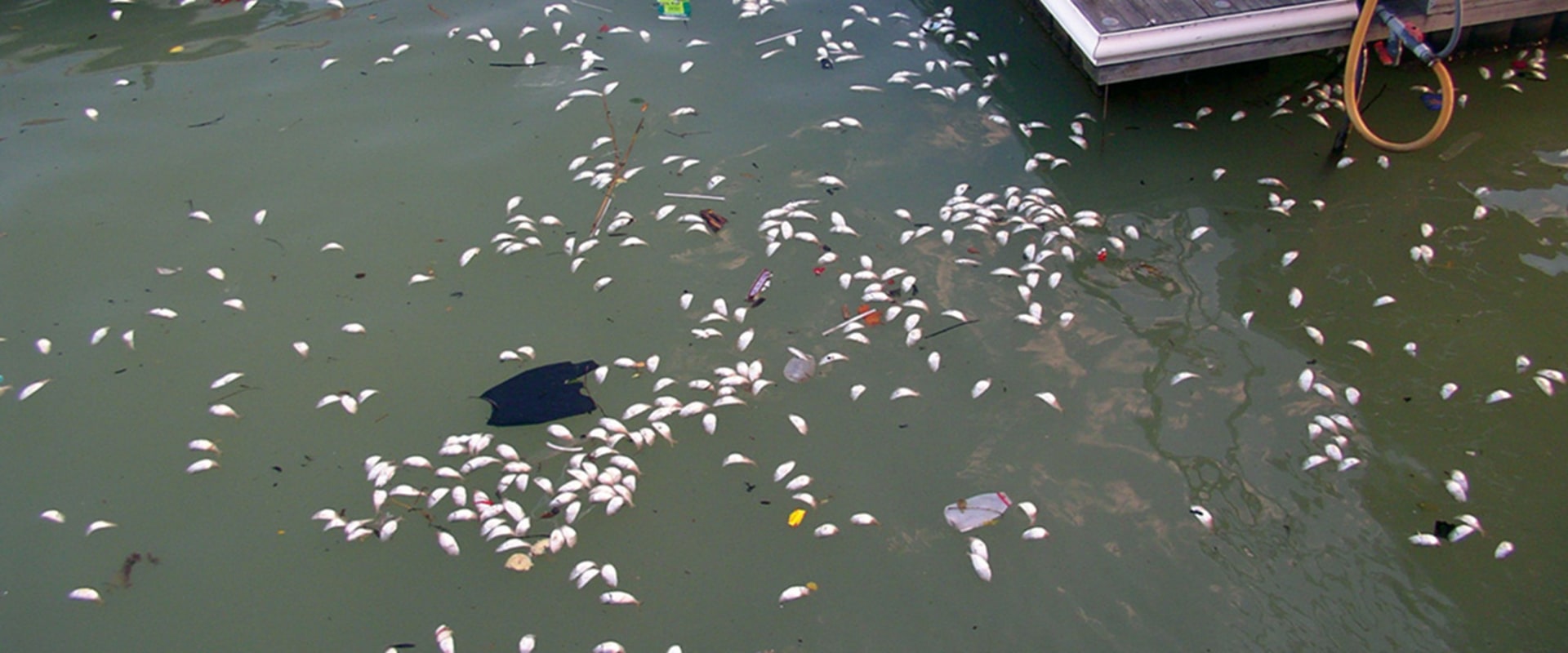 Why is dissolved oxygen important to the chesapeake bay?