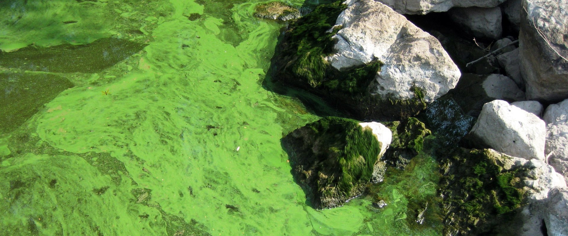 Why is the chesapeake bay a dead zone?