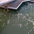 Why is dissolved oxygen important to the chesapeake bay?