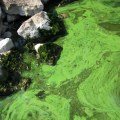 Why is the chesapeake bay a dead zone?