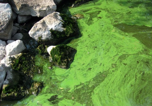 Why is the chesapeake bay a dead zone?